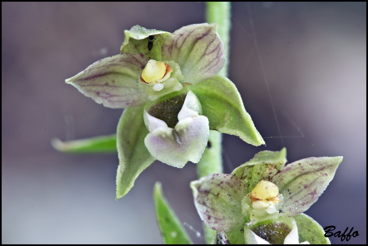 Epipactis helleborine